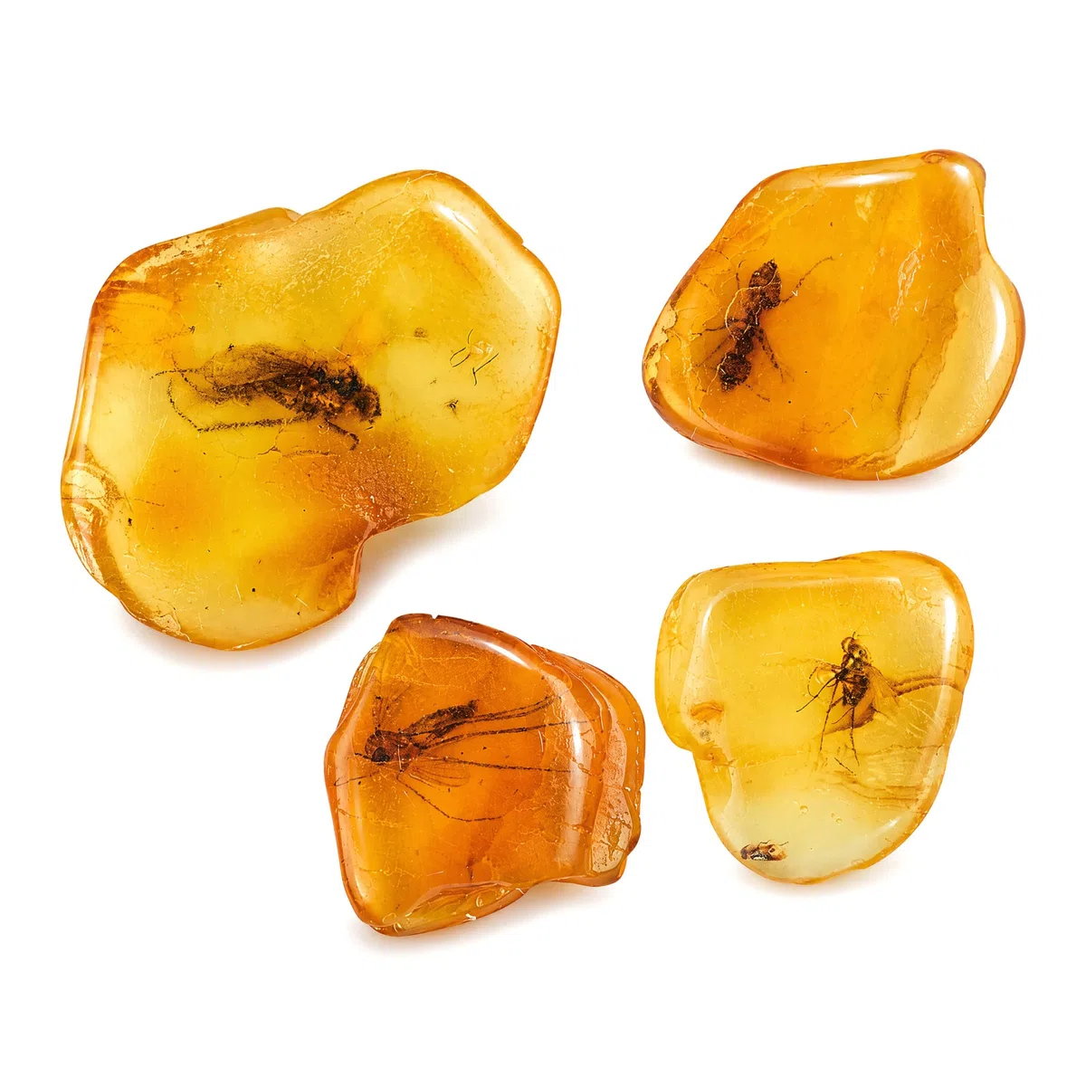 Ambra baltica naturale insetti fossili – 4 set, veri campioni di insetti – Science Classroom Science Education Animali (insetti fossili ambrati medi)
